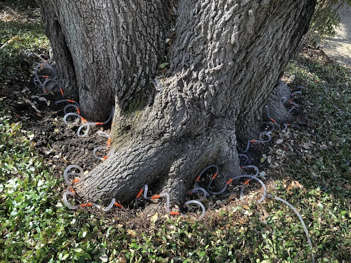 Detailed Tree Cabling and Bracing job site in East Millsboro
